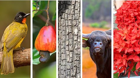 State Symbols of Goa