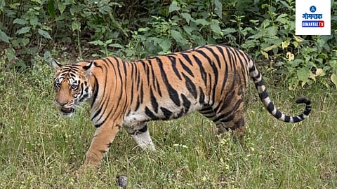Tiger Project