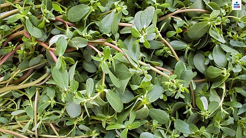 Ghol Ranbhaji