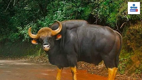 gava animal