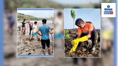 Plantation of mangroves