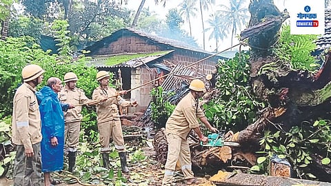 Houses collapsed due to falling tree