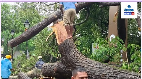 Tree Uprooted | Goa Monsoon Update 2023
