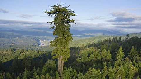 Tallest Tree