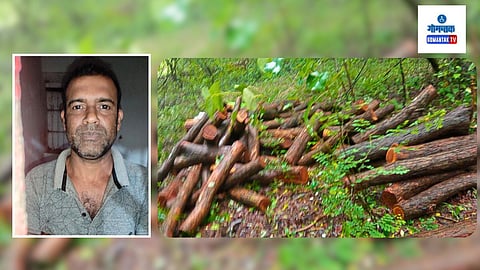 Accused allegedly felling kahir trees