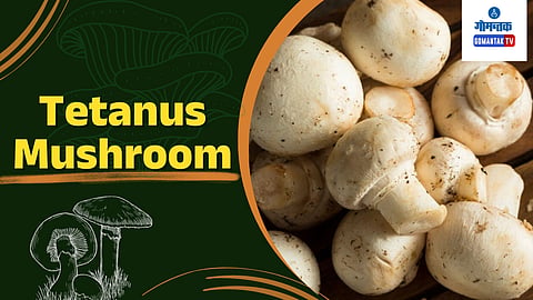 Tetanus Mushroom