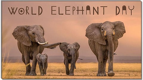 World Elephant Day