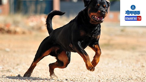 Rottweiler Dog Attack: