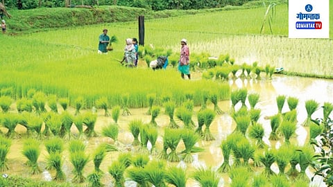 Goa Farming News