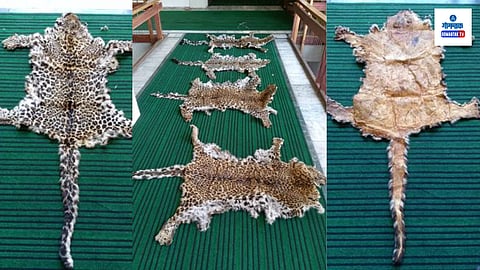 seized Leopard Skins Jammu and Kashmir