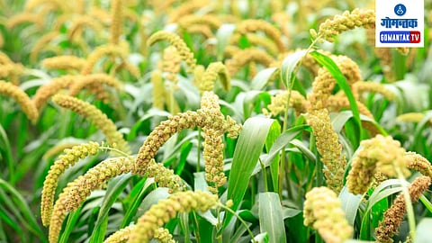 Goa Farming