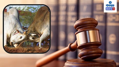 Bull Fight In Goa