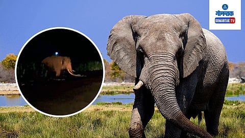 Elephant in Goa