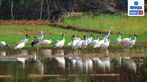 New Wetlands in Goa