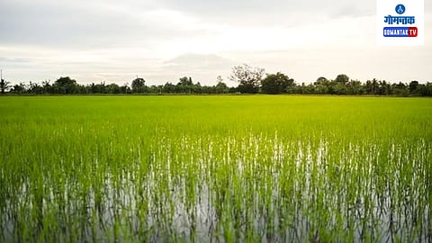 Goa Farming
