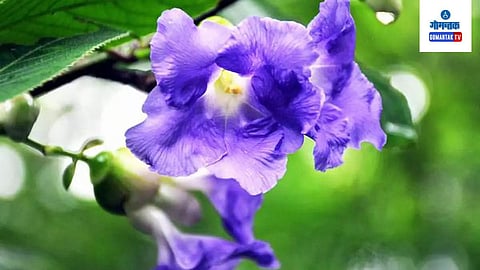 Strobilanthes Callosa