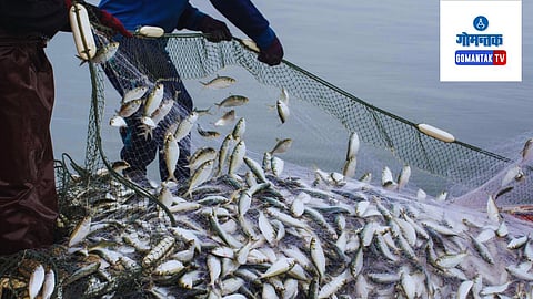 Bumper Catch of mackerel on Benaulim beach