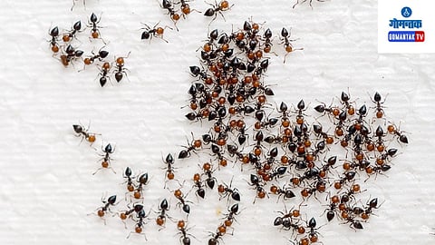 Remedies For Red Ants