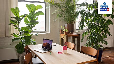 Air Purifier Plants