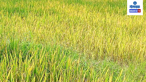 Bicholim Agriculture Rice Farm