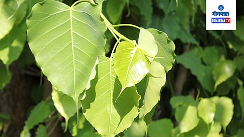 Pitru Paksha 2023