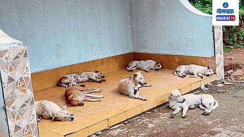 stray dogs