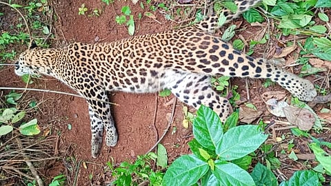 Leopard Died In Mangeshi