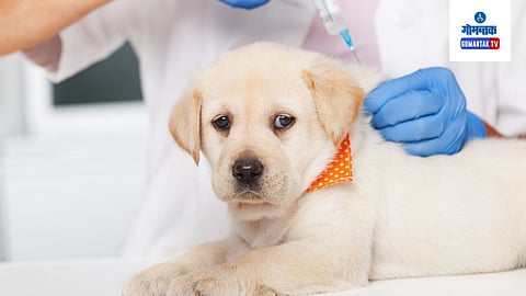 Dog Vaccination