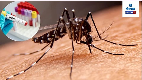 Home Remedies Of Dengue