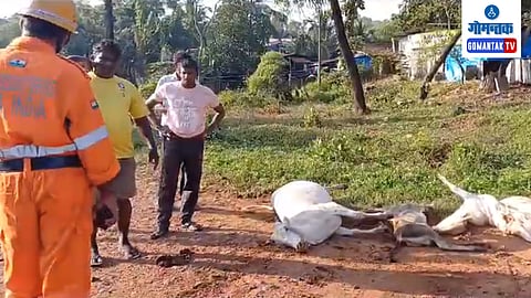 Goa Accident