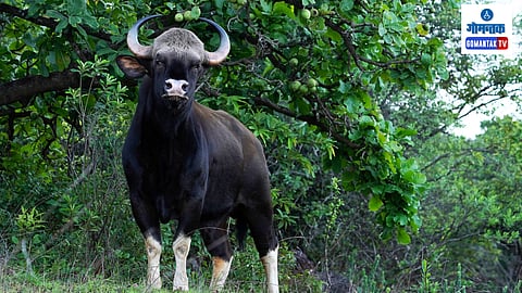 Goa Bison Attack