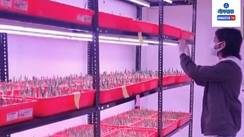 Keshar Production In Maharashtra nandurbar