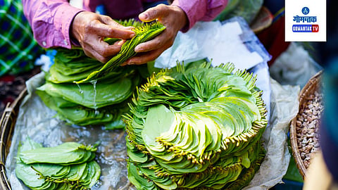 Betel Leaves Remedies