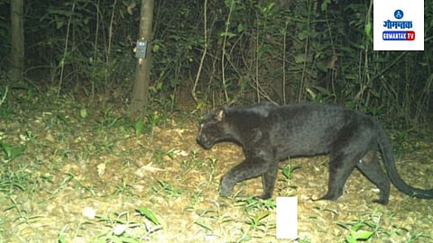 Black Panther