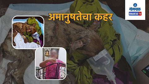 Dog Death in Colva
