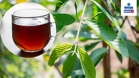 Guava Leaf Tea