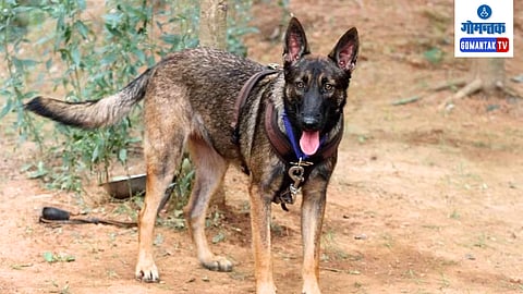 Innocent dog shot multiple times in Navelim