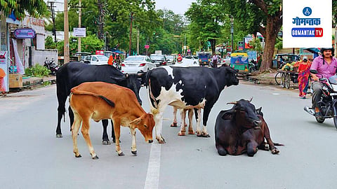 Goa Stray Cattle: जी गुरे कामधेनू किंवा पशुपालन योजनेअंतर्गत घेण्यात आली आहेत, त्यांना सर्व अनुदान पुन्हा द्यावे लागेल व या योजनांचा लाभ पुन्हा घेता येणार नाही
