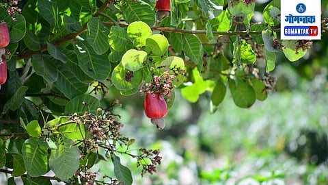 Fire Caught Cashew Baug (Kaju Baug) in Bicholim | Marathi News