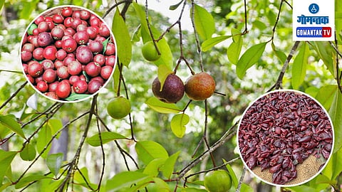 Kokum Farming