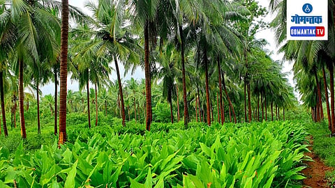 Turmeric Farm In Goa