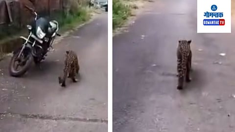 Leopard in Borim