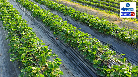 Goa Herbal Farming