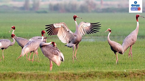 Goa Bird Festival