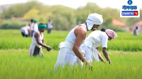Goa Farmer