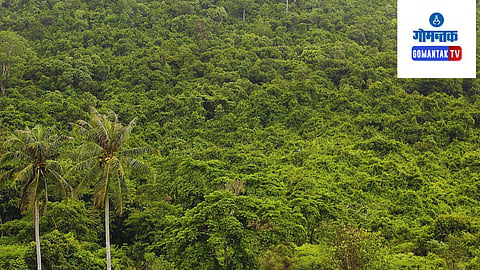 Forest Area Invasion