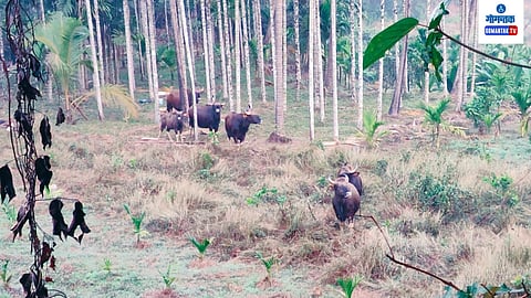 Agriculture