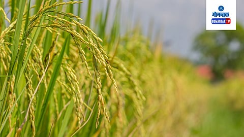 Goa Farming