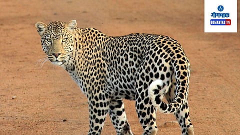 Leopard Attack News