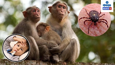 Monkey Fever